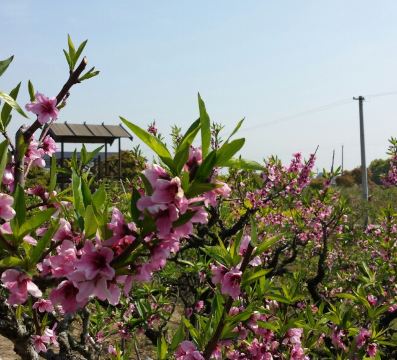 随手拍!上海南汇大团桃园