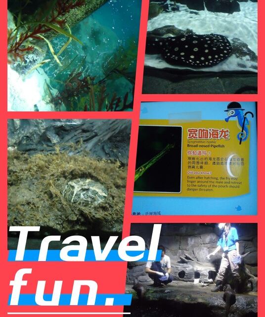 这里有好多海马啊?我没找到海马爸爸的育儿袋,有点赶