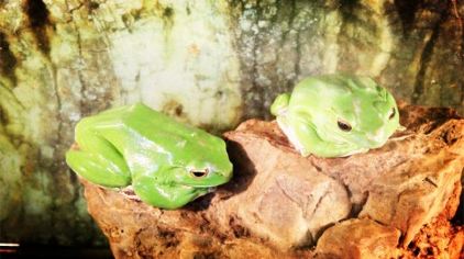 【鼓浪屿珍奇世界馆门票价格】2017厦门鼓浪