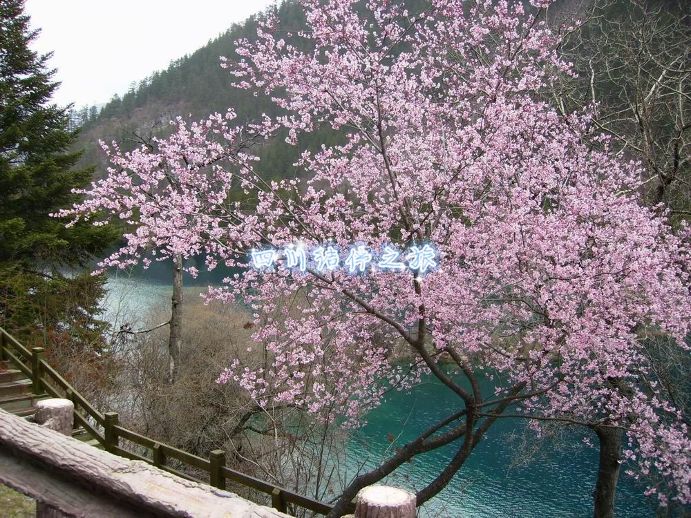 九寨沟春季桃花盛开风景图片