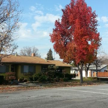 普通的人家门前的大树很美吧!