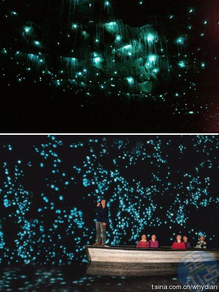 萤火虫为什么现在少了 4f64256a988240f3a661311b71bf116e_R_1024_10000_Q90.jpg