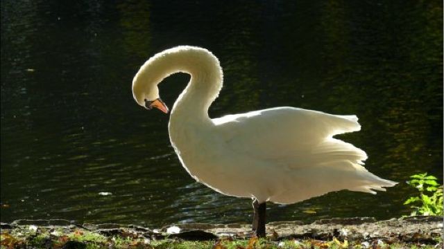 柏林动物园门票,柏林柏林动物园攻略\/地址\/图片