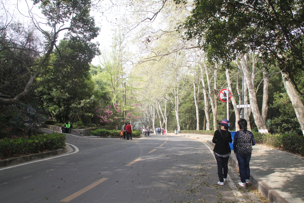 一夜春风来,万树樱花开(武汉赏樱记)