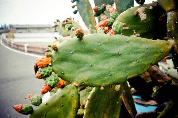 岛上随处可见的仙人掌