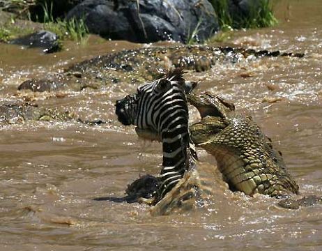 马赛马拉国家公园旅游照片,马赛马拉国家公园景点图片,图库,相册–