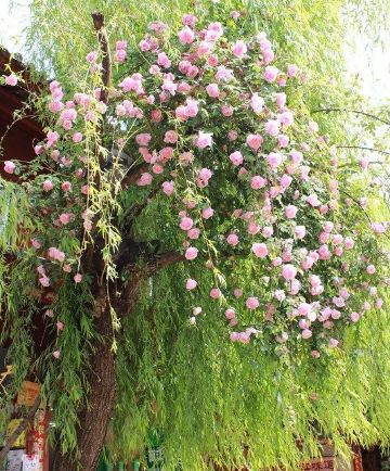 刚进入丽江大研古镇的时候,这一树的蔷薇花就抢占了眼睛里的全部视线