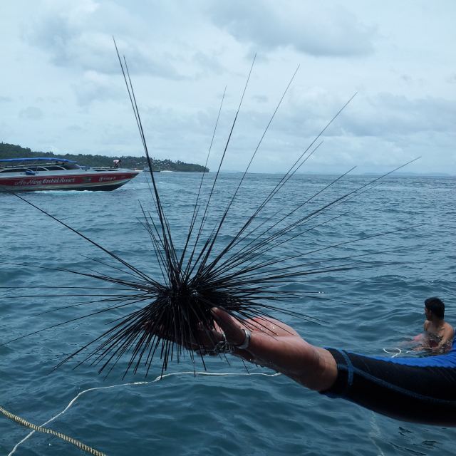 海胆,要是被扎到很难把刺拔出来哦,一定要小心