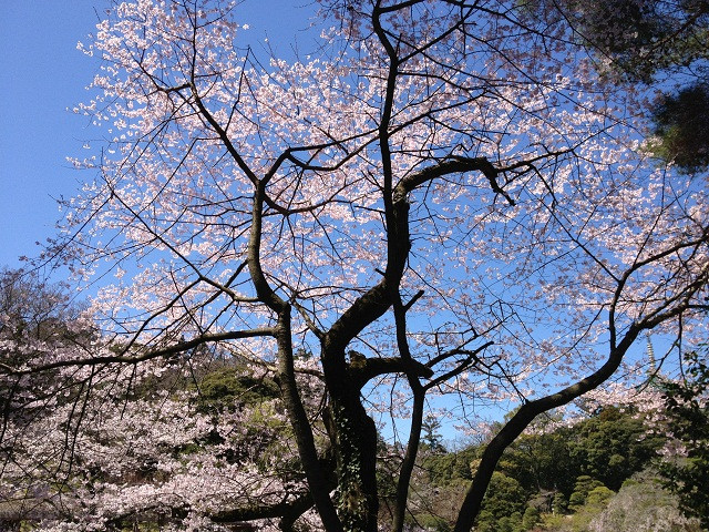 去日本跟团游还是自助游,这篇已经说透了 - 日