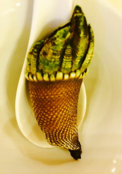 佛手螺 东福山岛