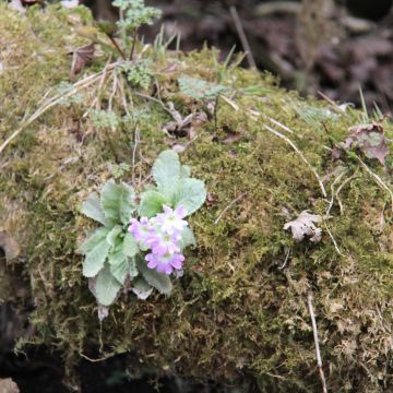 沿海自驾游5:返程游湖北篇