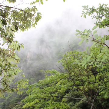 一阵山风吹过,云雾退去,依稀见得山中苍翠草木