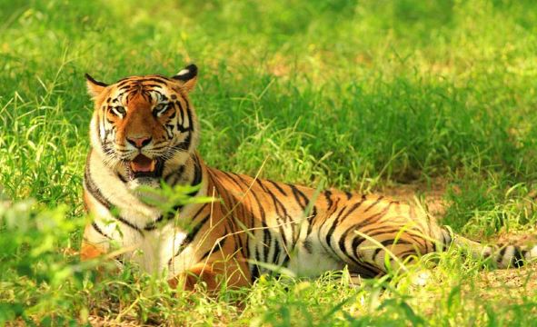 横道河子东北虎林园  黑龙江  哈尔滨】