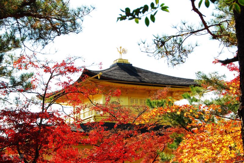 红叶之下的金阁寺闲的格外的漂亮