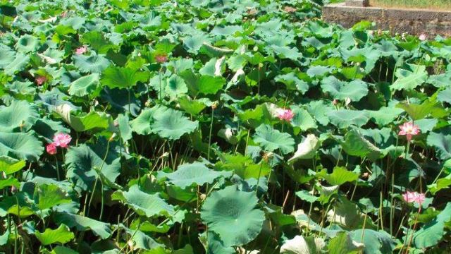 碧云池,又称"东湖",地处永州城南门内.唐刺史李衢曾在此建芙蓉馆.