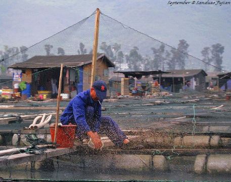 【福建.宁德】真实的海上渔排 #三都澳