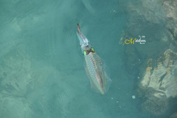 马尔代夫阿雅达岛7日奢华蜜月行,海滩、浮潜以