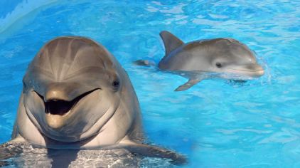 sea_life_park_baby_dolphin.jpg