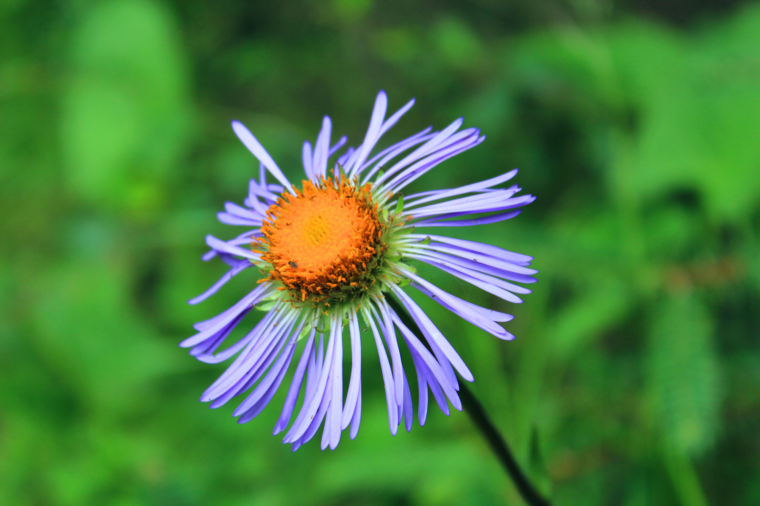 美丽迷人的大滨菊. 二道海