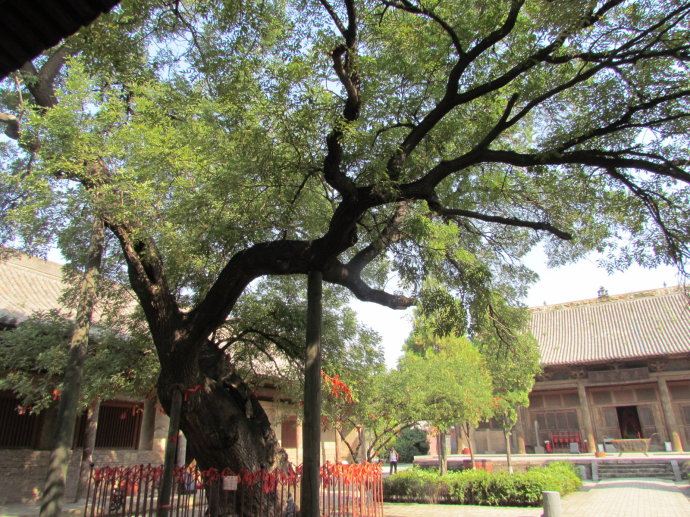庭院槐树,庭院槐树花,院子槐树(第2页)_大山谷图库