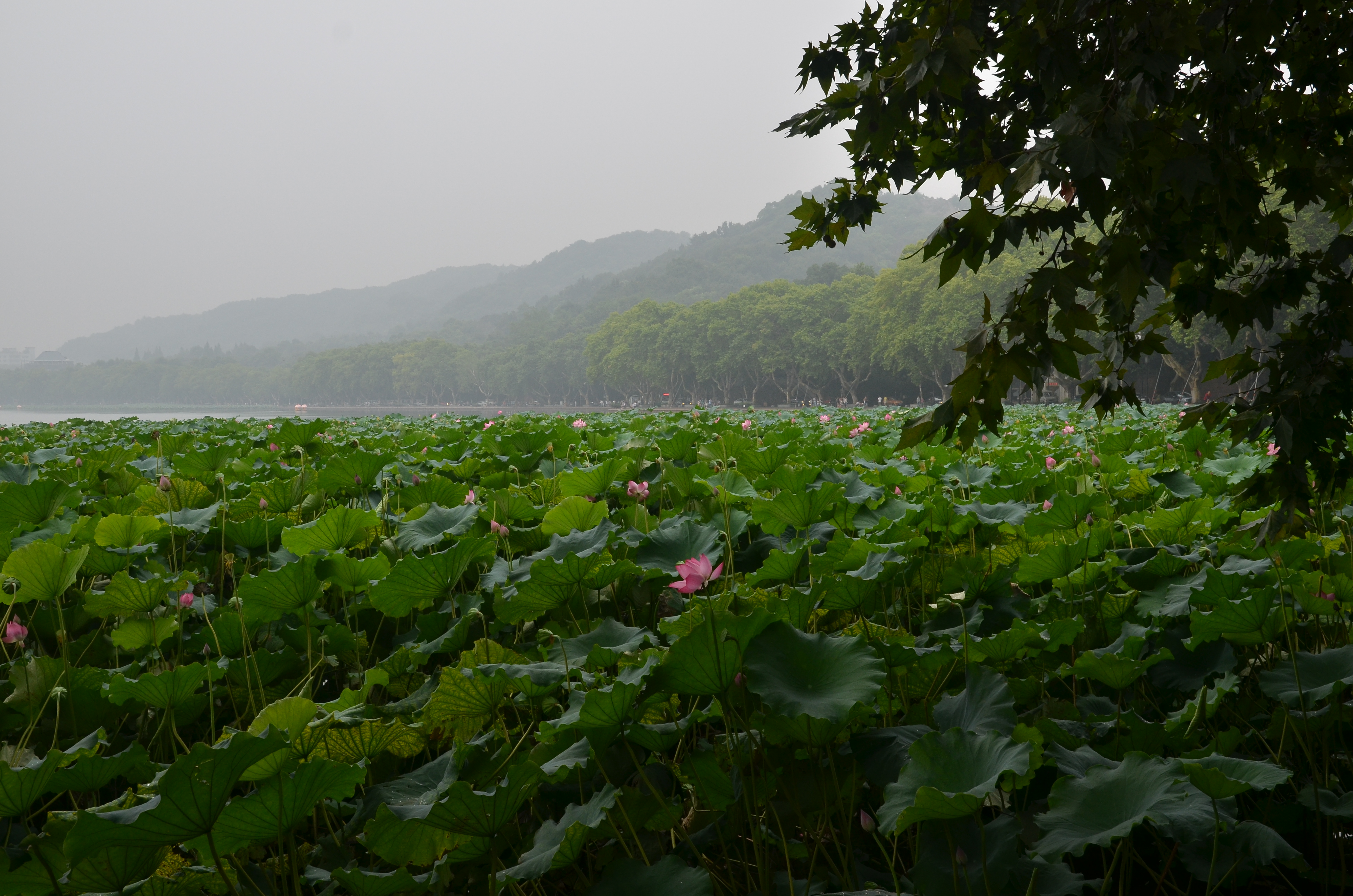 上了一千米的白堤 白堤苏堤 骑车到苏小小墓,途经中山公园,武松墓