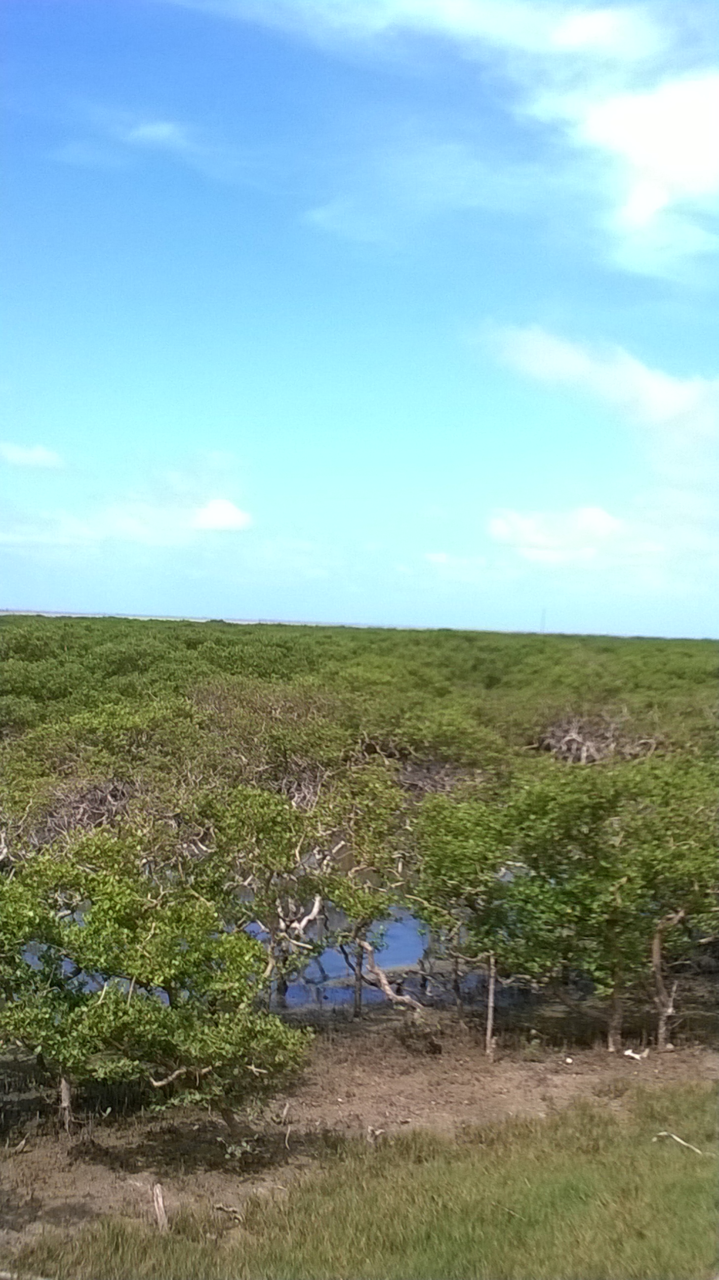 廣西北海:火熱的紅樹林 - 北海遊記攻略【攜程攻略】