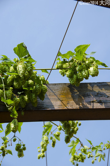 还有就是啤酒花,这种植物看起来像是葡萄,在啤酒厂的院内就有种植.