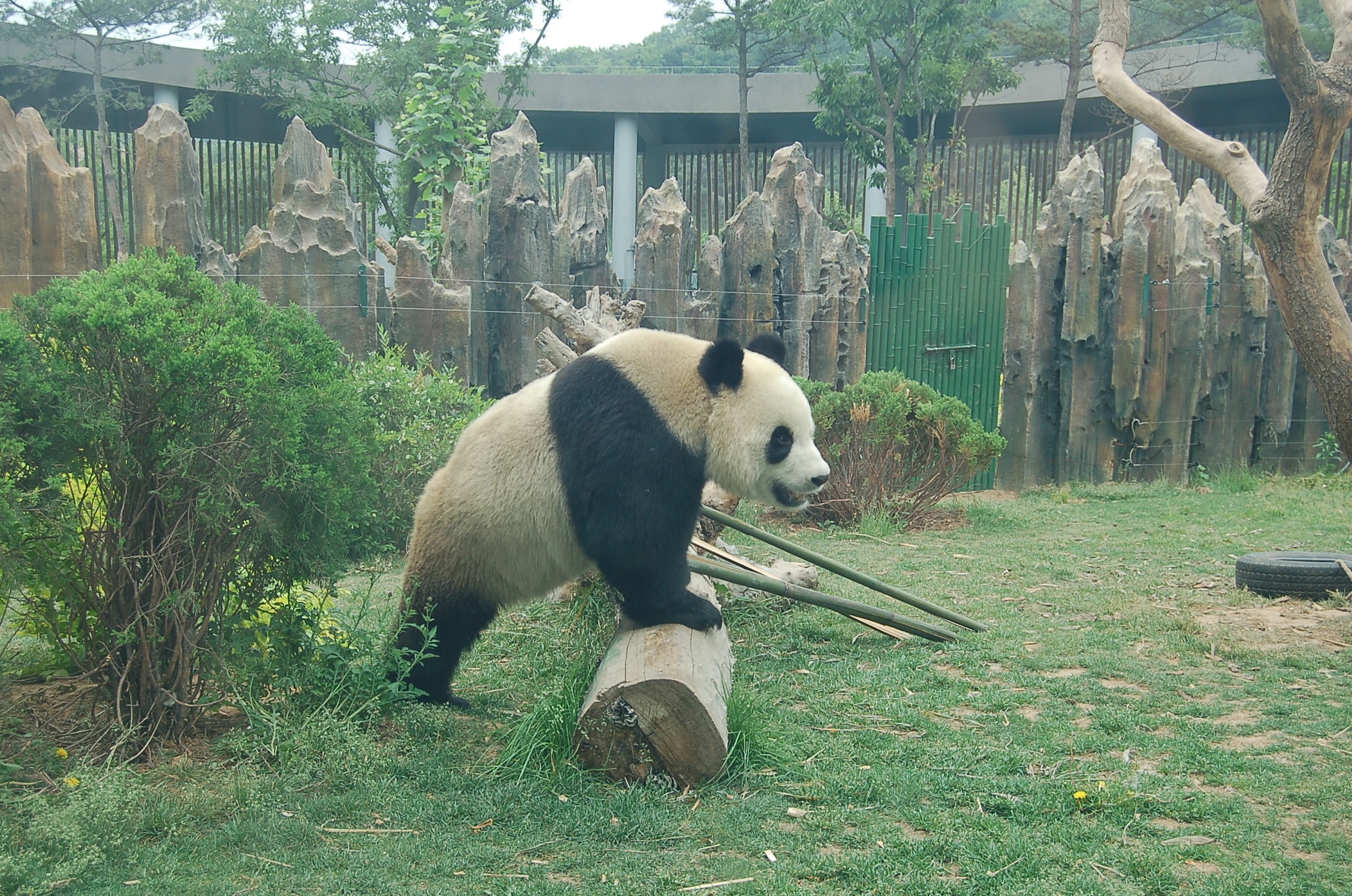 大連市森林動物園裡熊貓