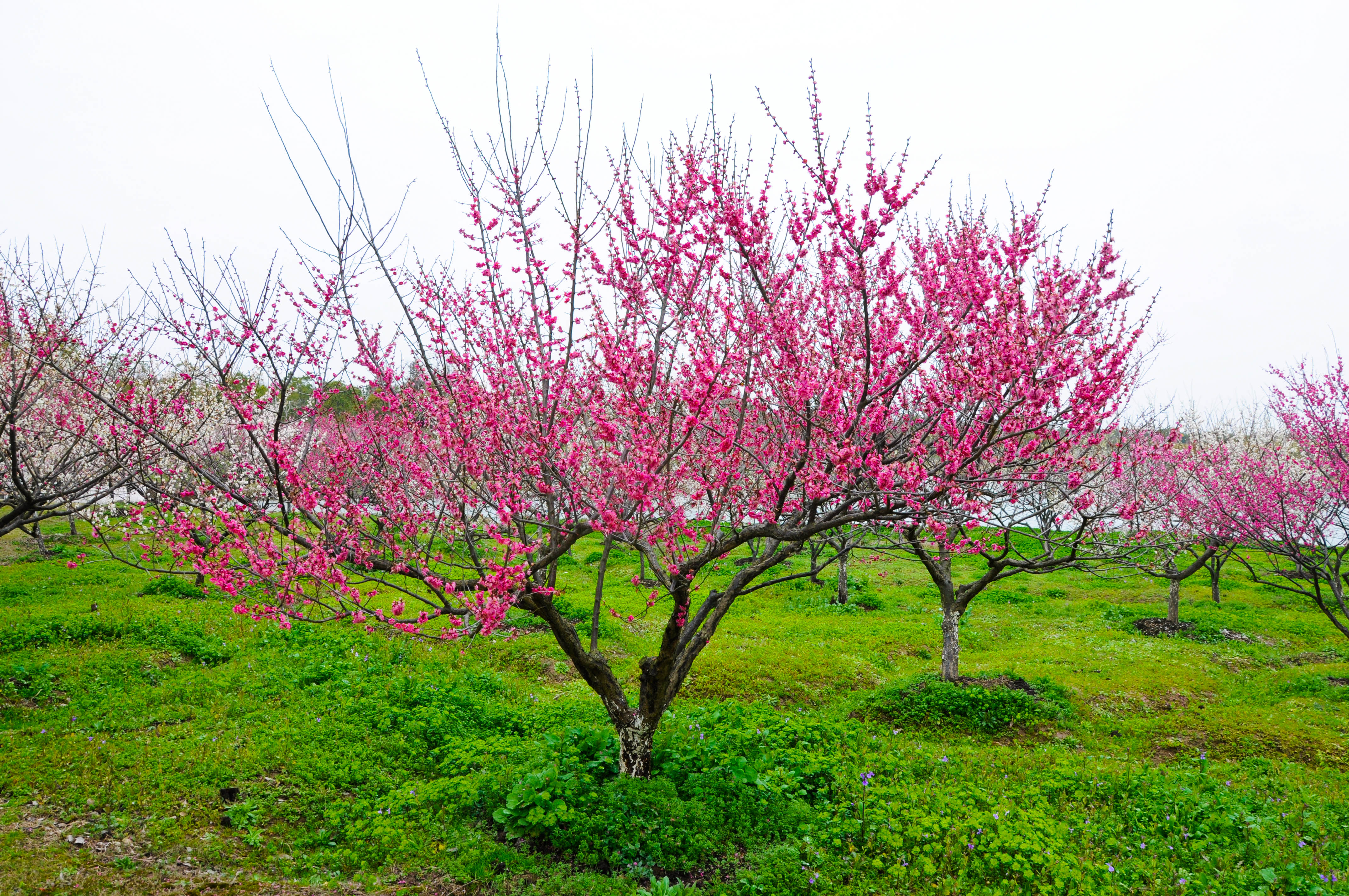 这个时候,梅花开得正旺,很美 海湾国家森林公园